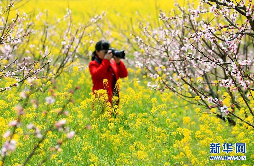 咲き誇る花々　中國各地に広がる春の景色