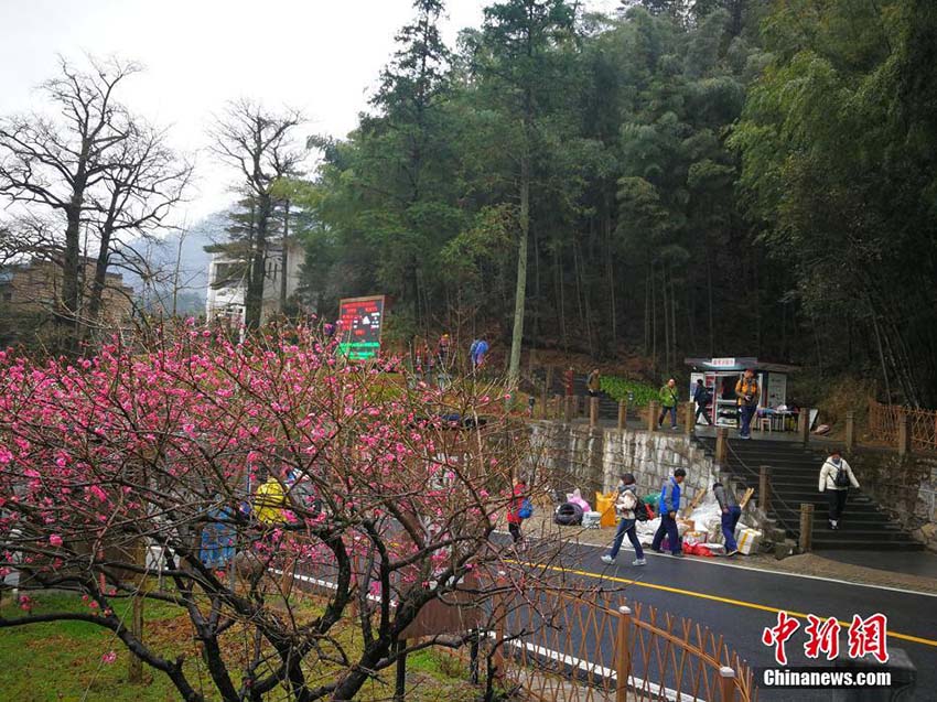 雪の中に梅の花　冬と春が入り混じる安徽省の黃山景勝地