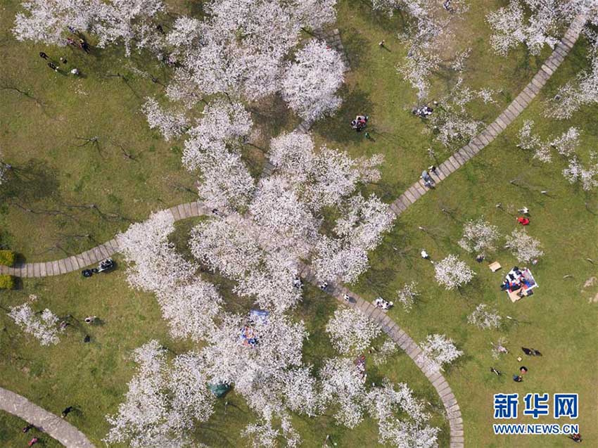 一面に広がる満開の桜　浙江省紹興市