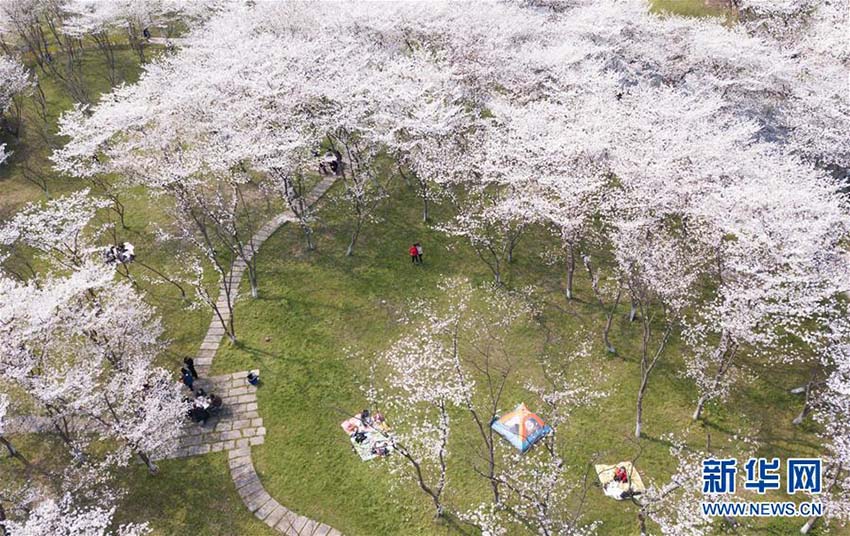 一面に広がる満開(kāi)の桜　浙江省紹興市