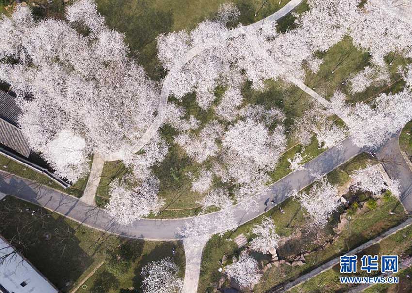 一面に広がる満開の桜　浙江省紹興市