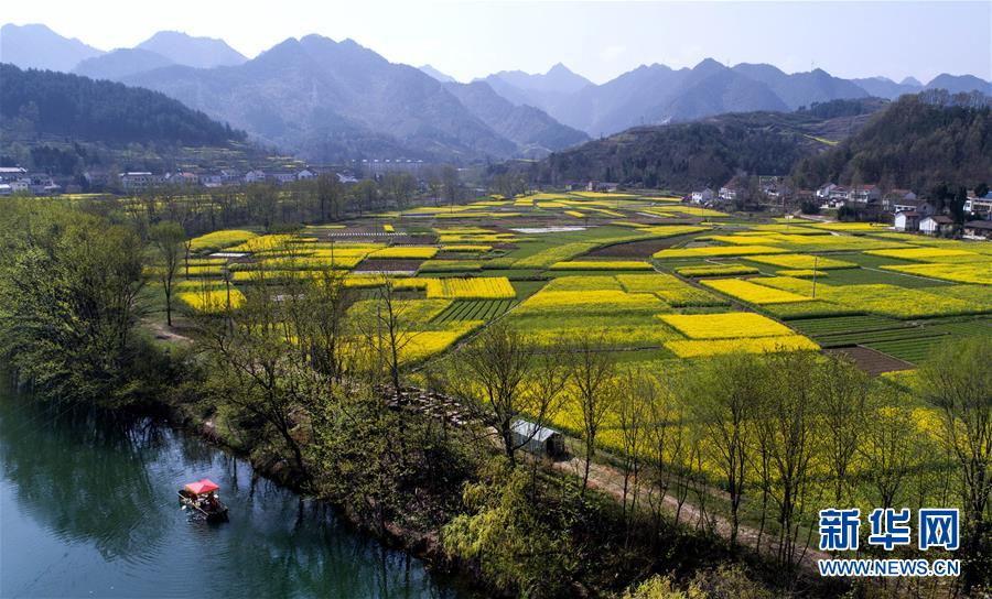 陝西省漢中盆地の菜の花畑 一面黃色いじゅうたん広がる