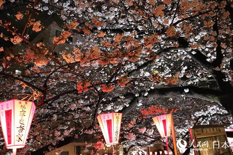 東京春模様　目黒川夜桜ライトアップ