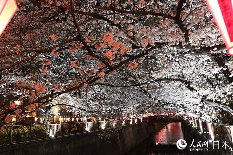 東京春模様　目黒川夜桜ライトアップ