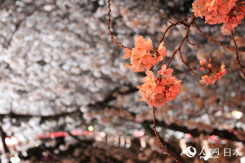 東京春模様　目黒川夜桜ライトアップ