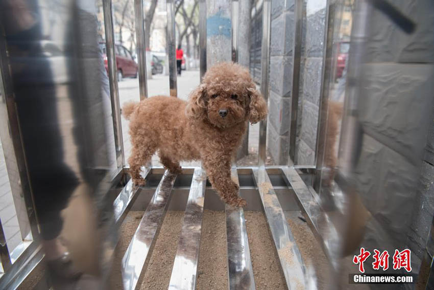 山西省太原市でマナー向上目指す「犬用公衆(zhòng)トイレ」テスト運用スタート