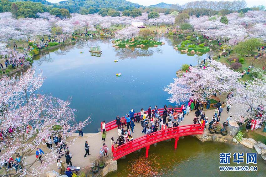 人々を酔わせる武漢市東湖櫻花園の桜