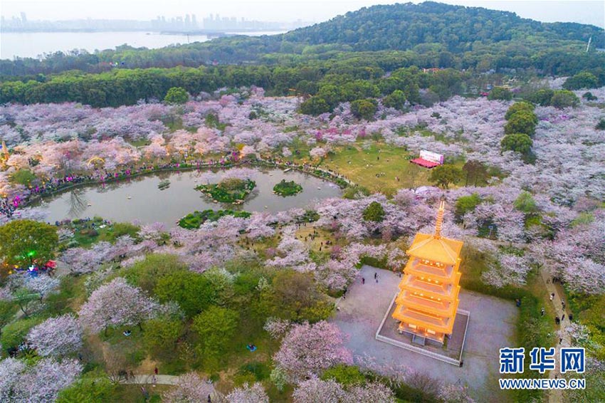 人々を酔わせる武漢市東湖櫻花園の桜