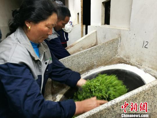 伝統(tǒng)製法で碧螺春茶を制作する蘇州市の茶農(nóng)家たち　江蘇省