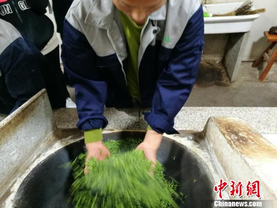 伝統(tǒng)製法で碧螺春茶を制作する蘇州市の茶農(nóng)家たち　江蘇省