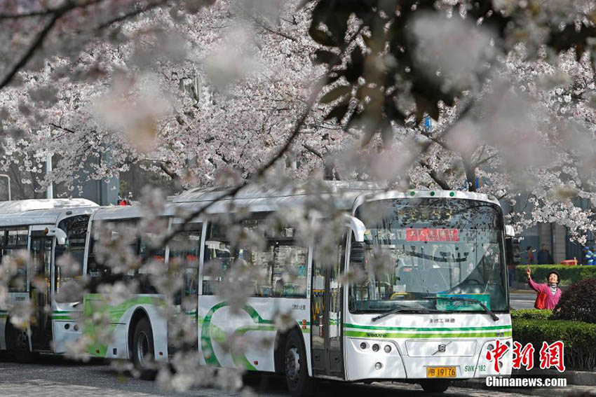 上海市の「最も美しいバスターミナル」で桜が満開に