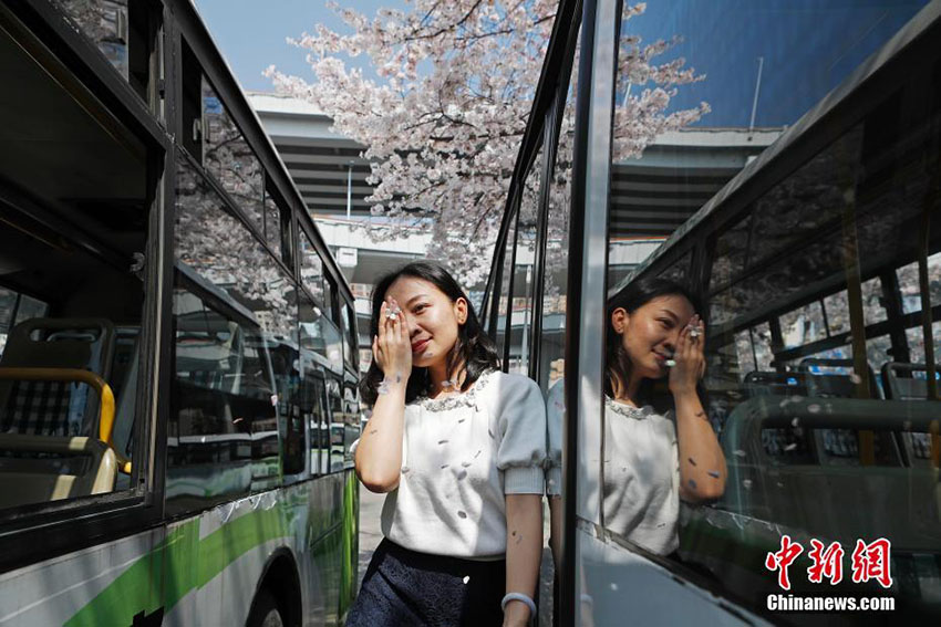 上海市の「最も美しいバスターミナル」で桜が満開に