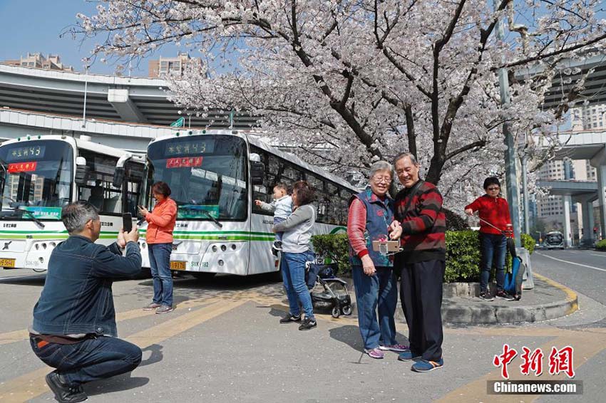 上海市の「最も美しいバスターミナル」で桜が満開(kāi)に