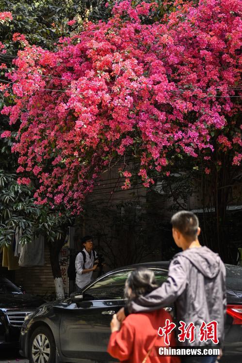 外壁を這うように育つブーゲンビリア、まるで「花の滝」　広東省