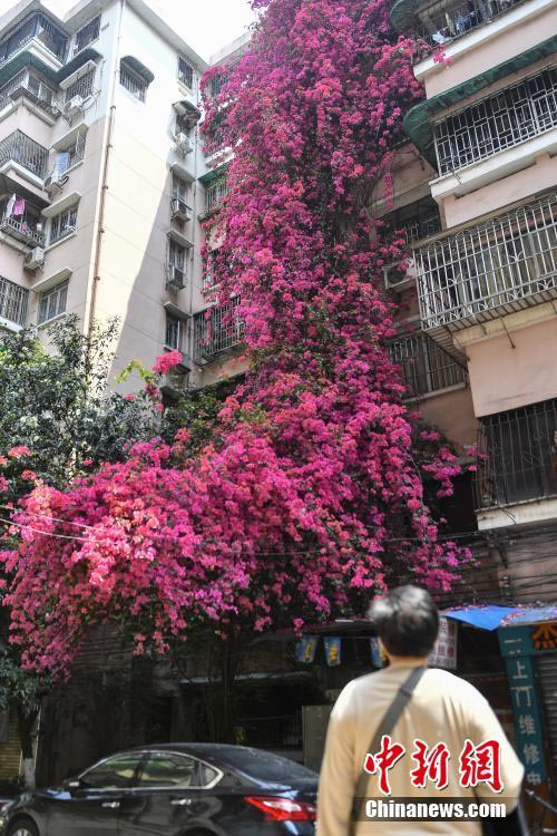 外壁を這うように育つブーゲンビリア、まるで「花の滝」　広東省