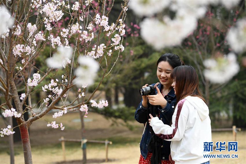 北京市玉淵潭公園に花見シーズン到來、早咲きの桜が開花