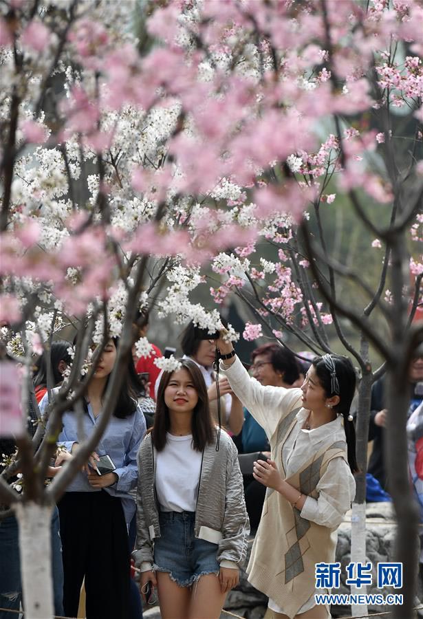 北京市玉淵潭公園に花見シーズン到來、早咲きの桜が開花