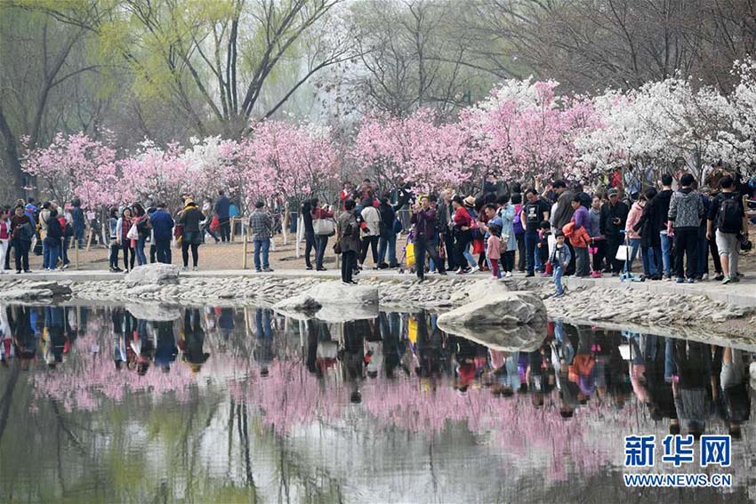 北京市玉淵潭公園に花見シーズン到來、早咲きの桜が開花