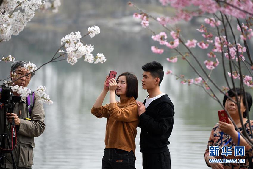 北京市玉淵潭公園に花見シーズン到來(lái)、早咲きの桜が開花