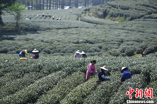 龍井茶の中でも良質(zhì)で希少価値の高い「明前茶」の茶摘みスタート　杭州