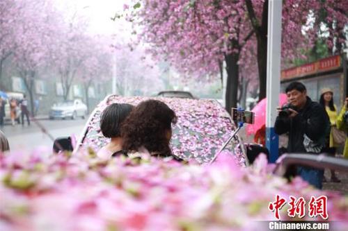 雨上がり、ピンク色の花びらに覆われた街　広西壯族自治區(qū)