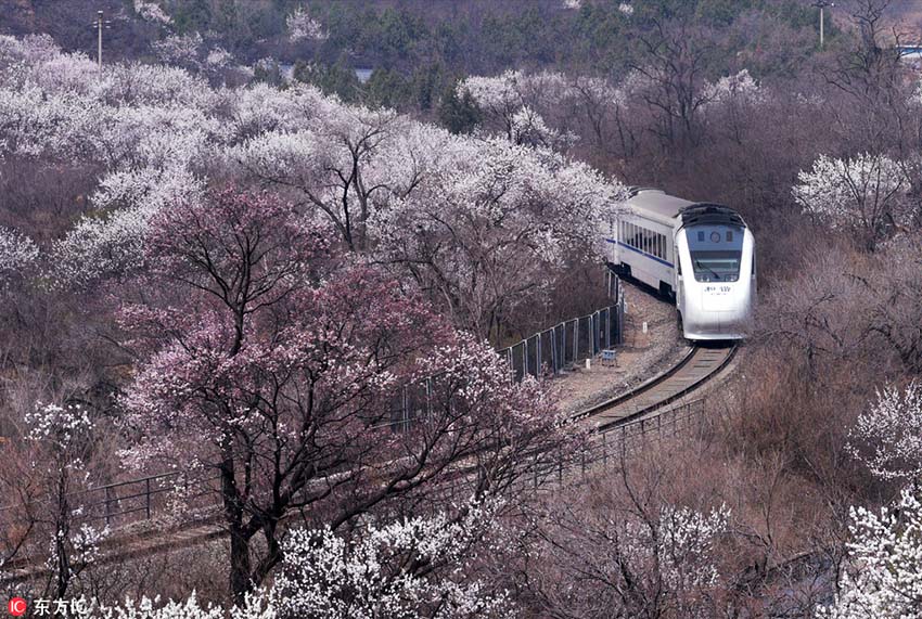 長(zhǎng)城の麓に咲き誇る桃の花　花の海を進(jìn)む高速列車