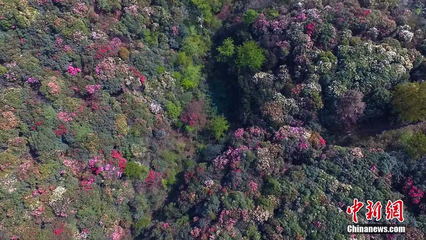 色鮮やかなアザレア一面に　貴州省の百里杜鵑景勝地を空撮