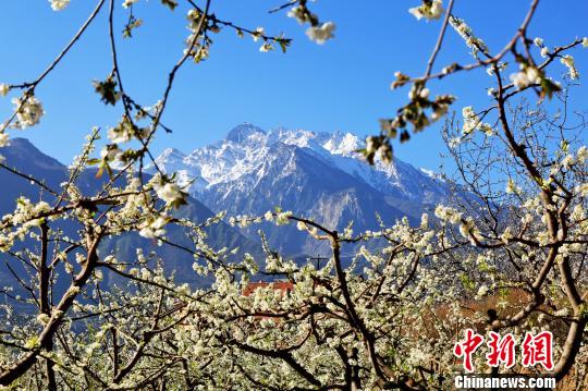 四川省茂県で桃の花が満開　羌族の里はベストシーズン