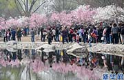 北京市玉淵潭公園に花見シーズン到來、早咲きの桜が開花