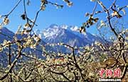 四川省茂県で桃の花が満開(kāi)　羌族の里はベストシーズン