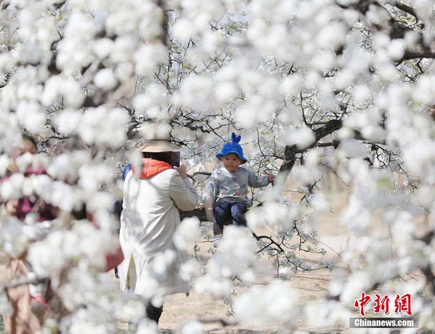 美しく咲き亂れる白い花　河北省固安県の梨園で梨の花が満開(kāi)に