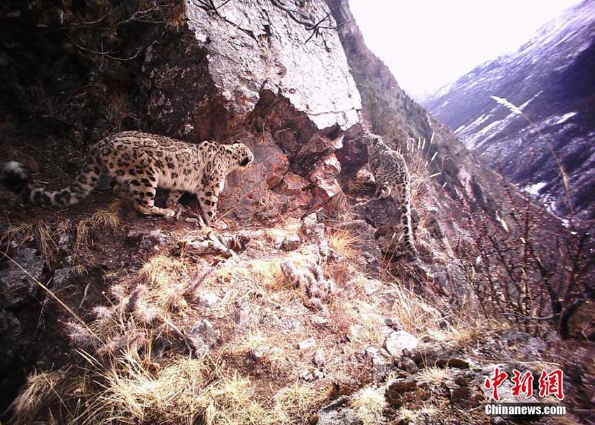 西蔵自治區(qū)東部で今年に入りユキヒョウの姿捉えた映像56回に