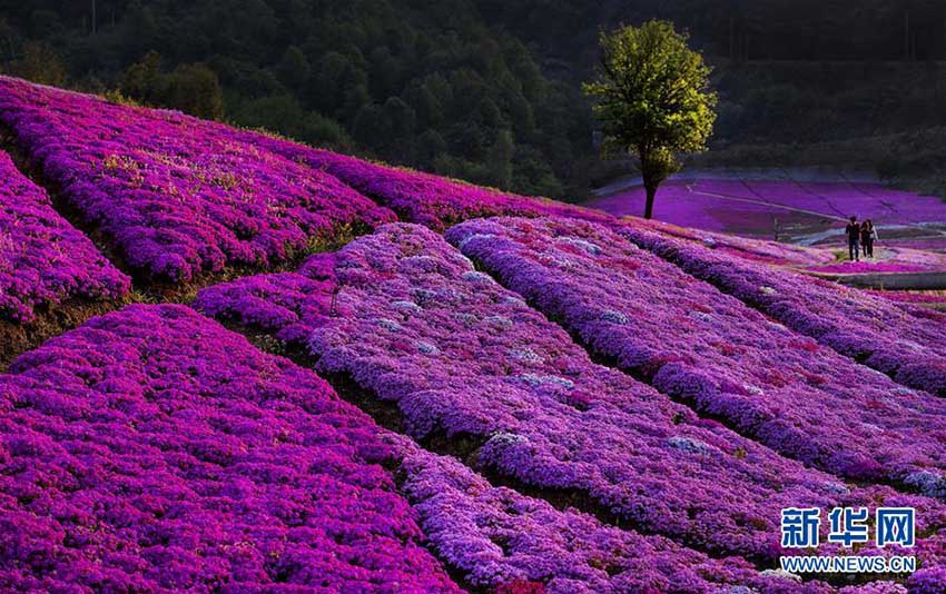 目の前に広がる一面の花の海　安徽省船倉村