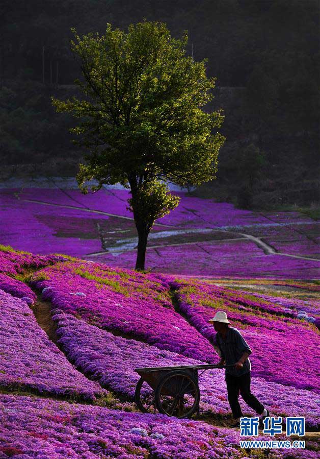 目の前に広がる一面の花の?！“不帐〈瑐}村