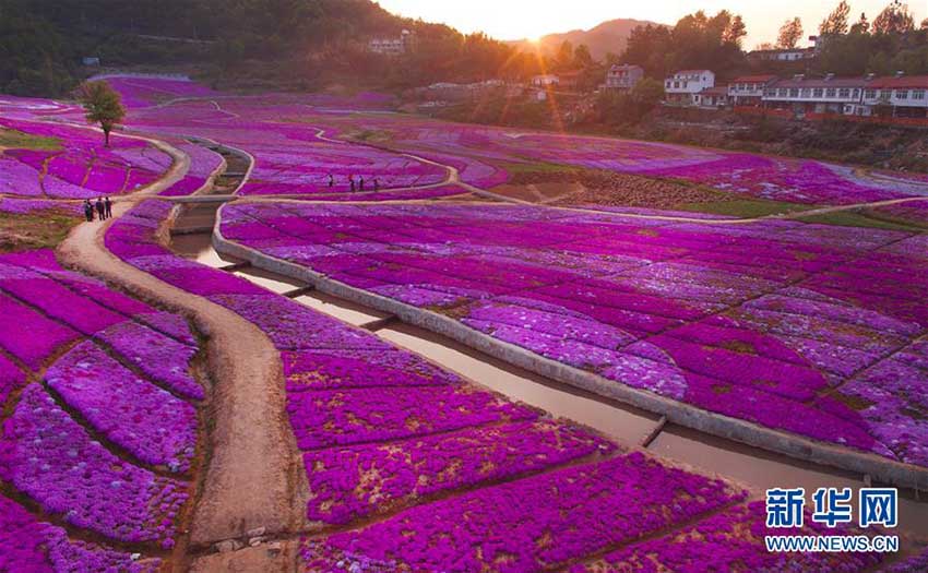 目の前に広がる一面の花の?！“不帐〈瑐}(cāng)村