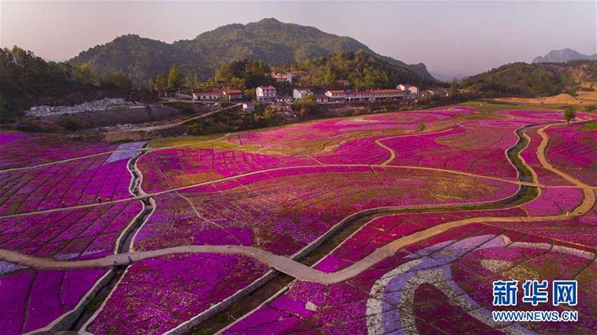 目の前に広がる一面の花の海　安徽省船倉(cāng)村