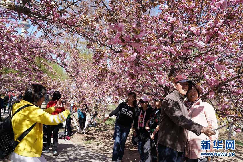 玉淵潭公園で遅咲きの桜が満開(kāi)に　北京市