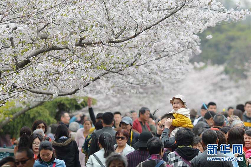 青島市の中山公園で桜開花シーズン突入　花見を楽しむ人たち