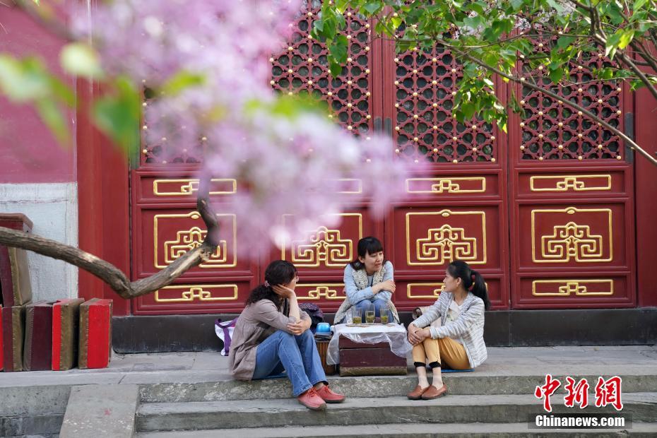 北京市法源寺內(nèi)で丁香の花が満開に