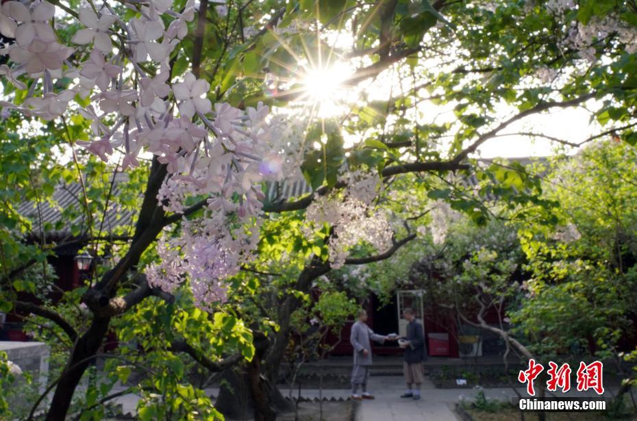 北京市法源寺內(nèi)で丁香の花が満開に