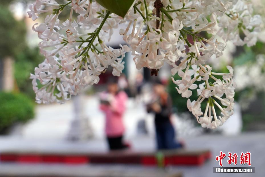 北京市法源寺內(nèi)で丁香の花が満開に