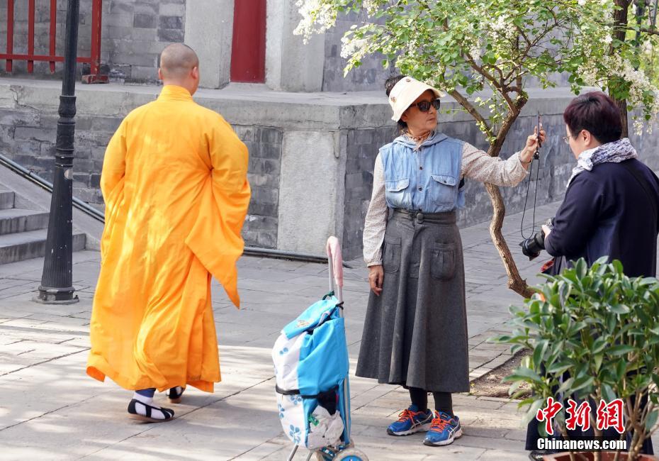 北京市法源寺內(nèi)で丁香の花が満開に