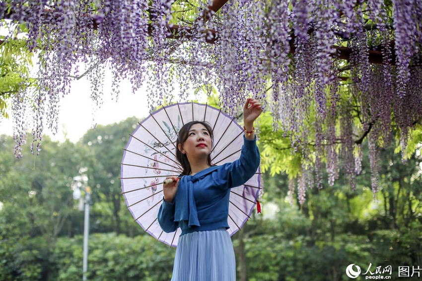 艶やかな藤色の滝広がる　海の嘉定紫藤園が開花シーズン