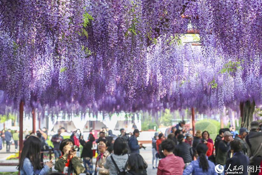 艶やかな藤色の滝広がる　海の嘉定紫藤園が開花シーズン