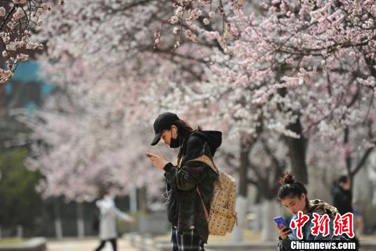 ピンク一色の美しい風(fēng)景広がる　遼寧省瀋陽市で桃の花が満開に