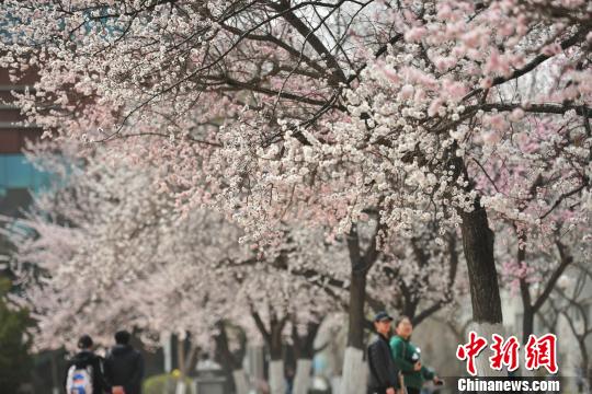 ピンク一色の美しい風(fēng)景広がる　遼寧省瀋陽市で桃の花が満開に