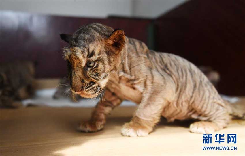 赤ちゃん続々誕生！繁殖ピーク迎えた東北トラ人工飼育繁殖基地　黒竜江省