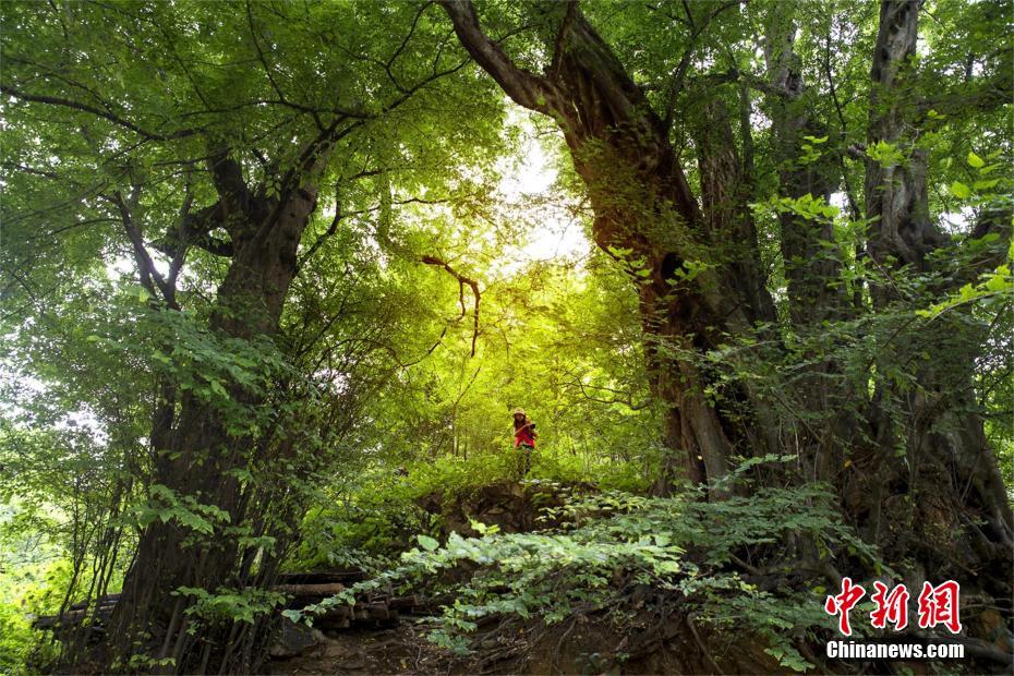 湖北黃岡大別山地質(zhì)公園がユネスコ世界ジオパークに