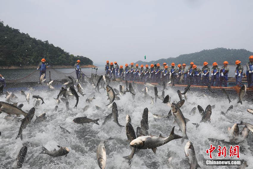 無數(shù)の魚が豪快に飛び跳ねる　浙江省千島湖畔の「巨大網(wǎng)の魚捕り」