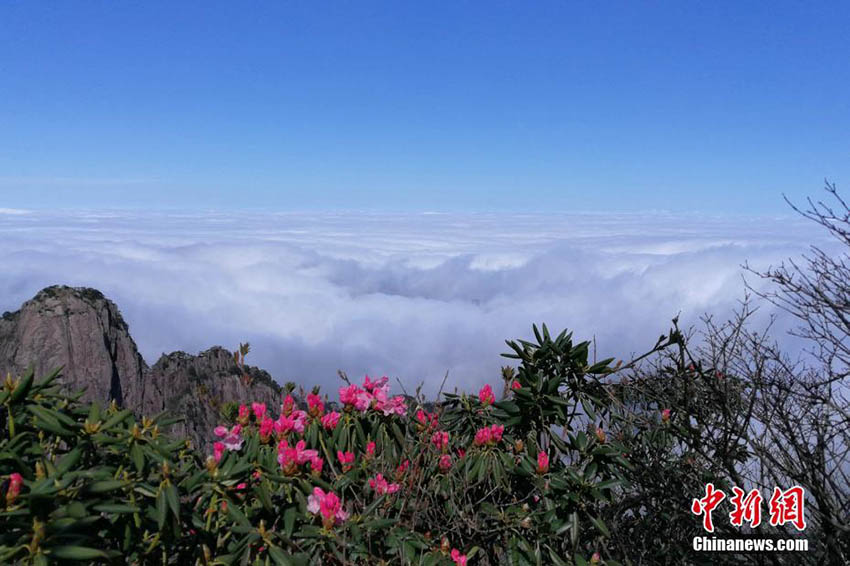 雨上がりの黃山に広がる雲(yún)海とツツジの花の絶景　安徽省